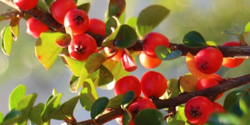 hawthorn aron madugangan ang potency